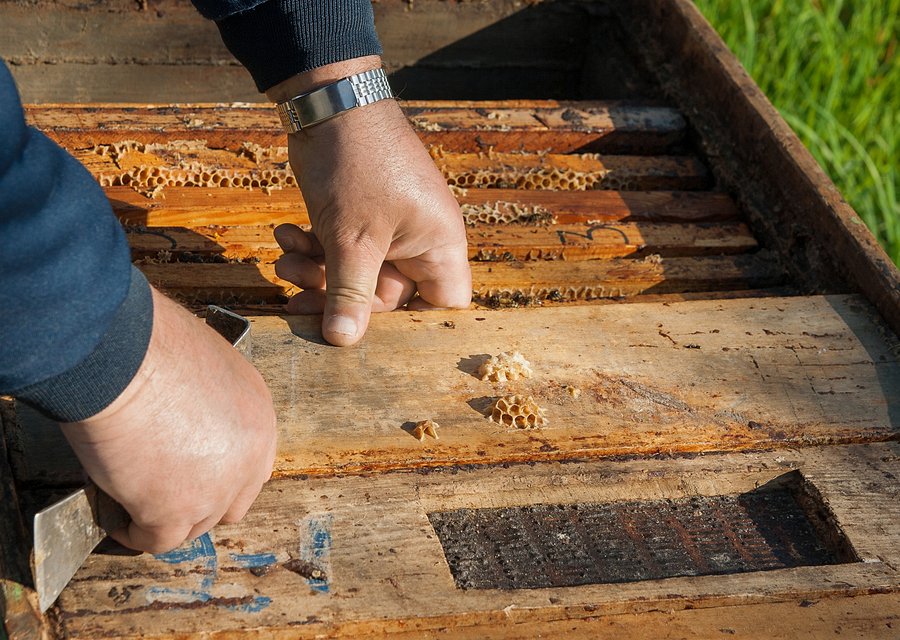 Pest treatment in Corbin, KY