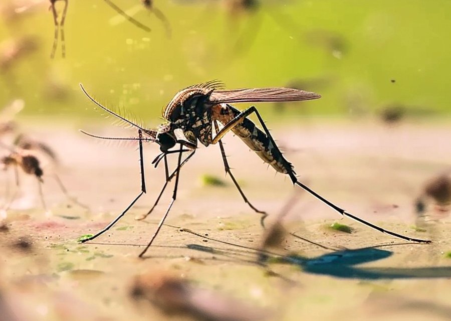Pest treatment in Crawfordville, FL