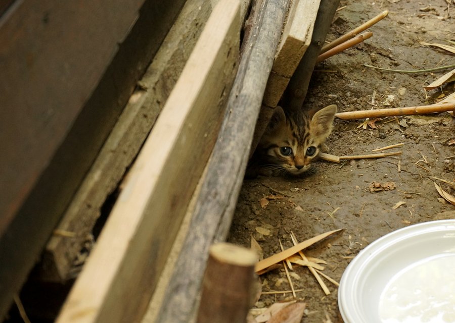 Local exterminator Campbellsville