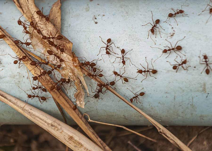 Cardinal Insect & Pest Solutions LLC pest control work in Colleyville