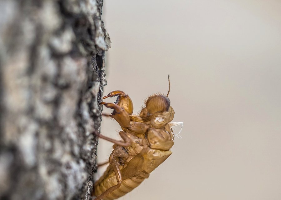 Pest treatment in Ellenboro, NC