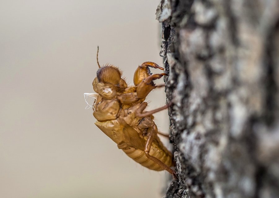 Mountain Man Pest Control pest control work in Frankton