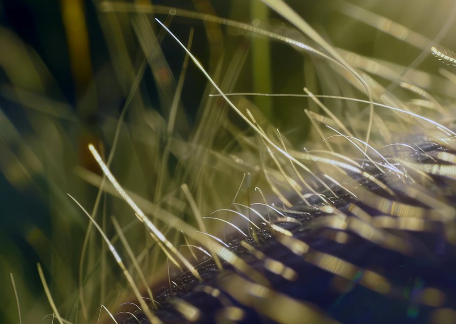 Pest treatment in Coral Springs, FL