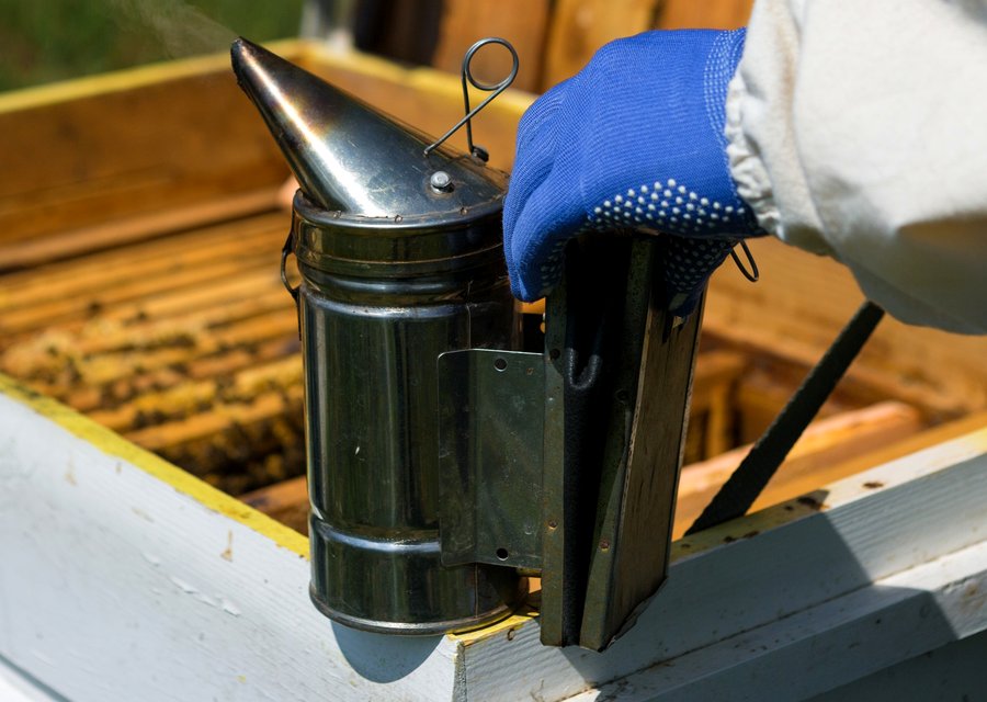 Pest treatment in Glenns Ferry, ID