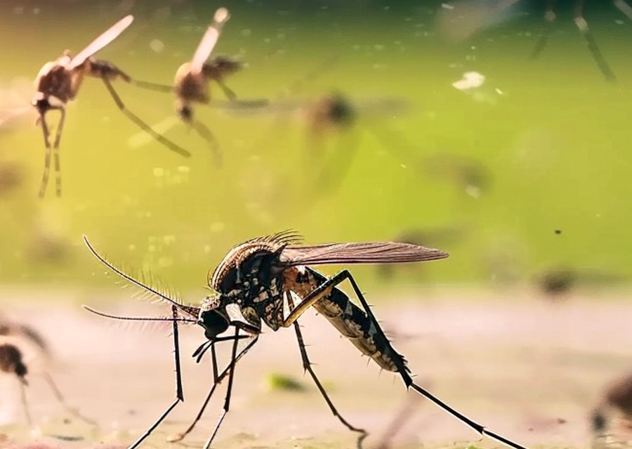 Pest treatment in Belleville, NJ