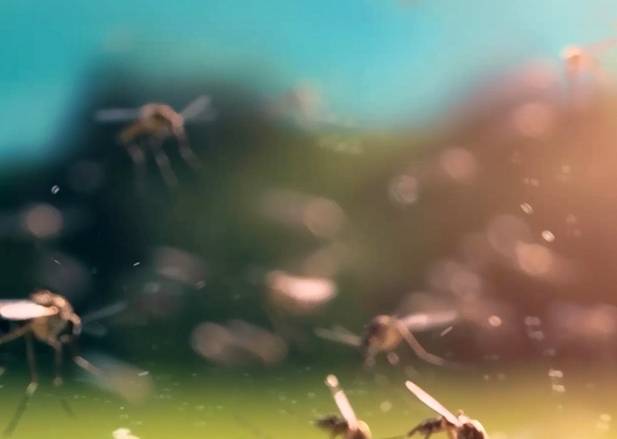 Mosquito Ranger pest control work in Apple Creek