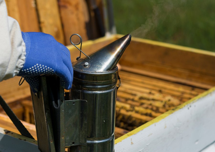 Pest treatment in Duquesne, PA