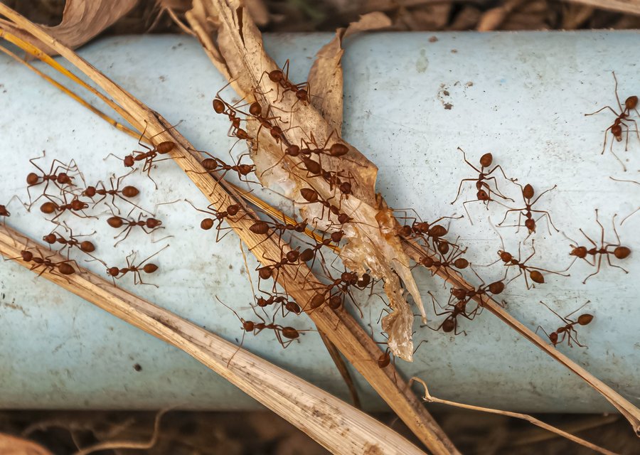Pest treatment in Crofton, MD