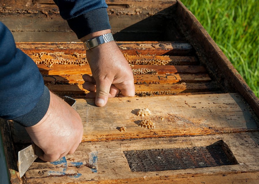 D & B Extermination pest control work in Kinnelon