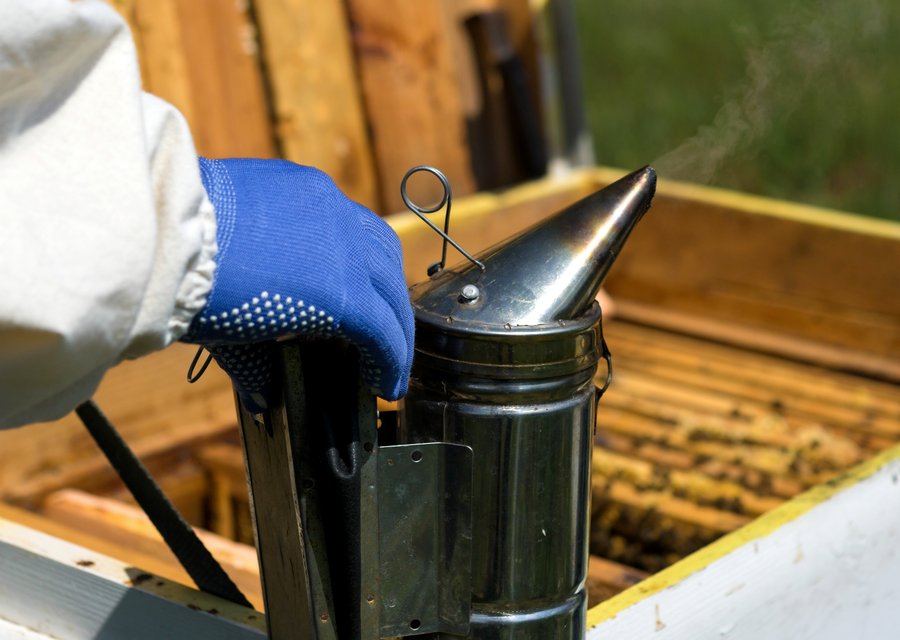 Contact Termite Pest Control pest control work in Artesia