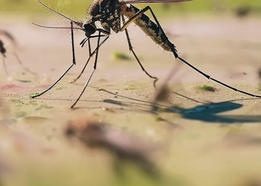 Burtt's pest control LLC pest control work in Fredericktown