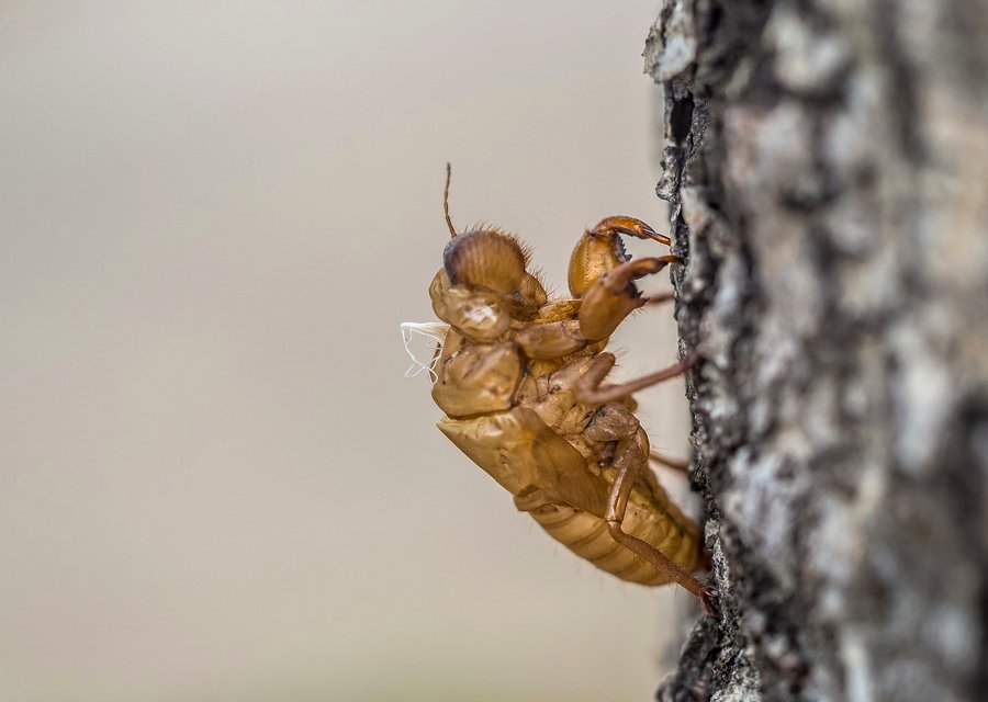 Pest treatment in Beltsville, MD
