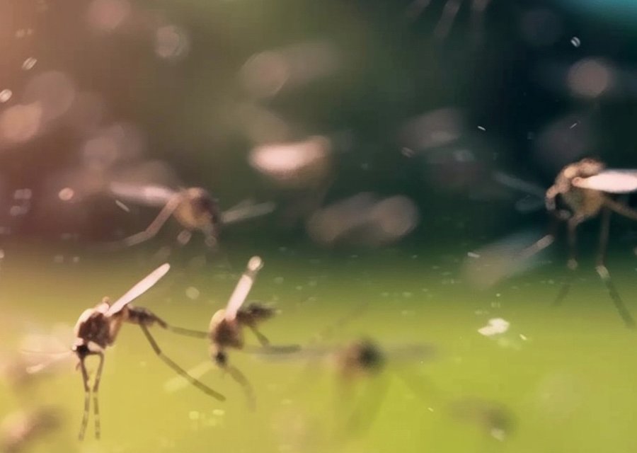 Absolute Exterminating Co pest control work in Carbondale