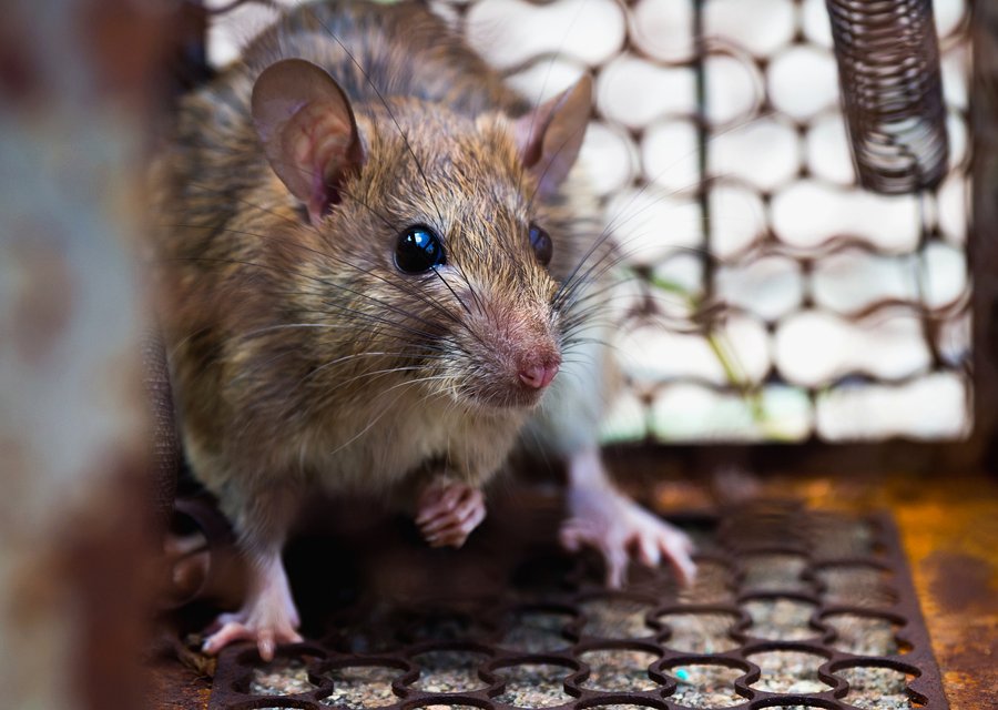 Pest treatment in Coppell, TX