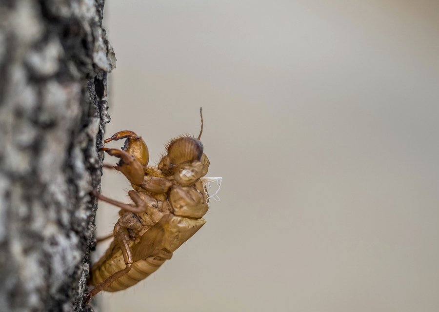 Country Pest Control pest control work in Tobyhanna
