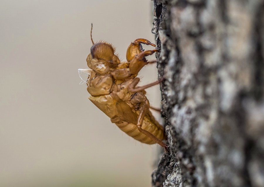 Pest treatment in Belle Plaine, MN