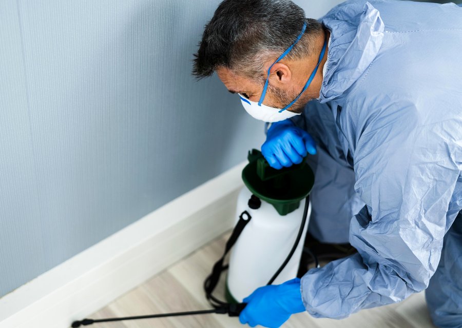 Pest treatment in Como, TX