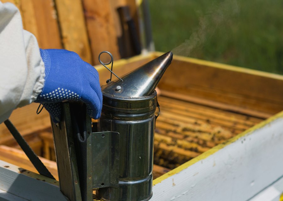 Pest treatment in Gilroy, CA