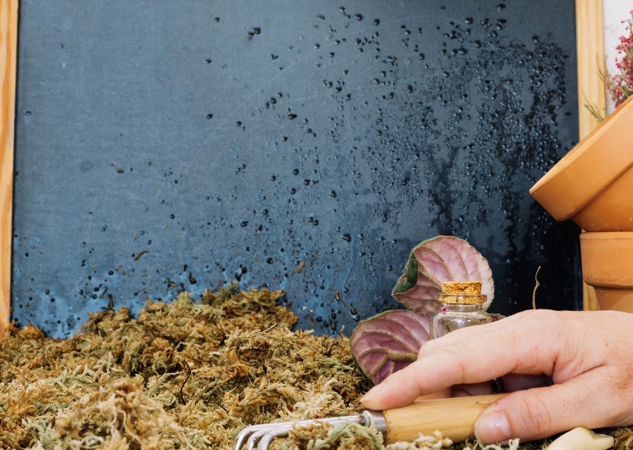 Pest treatment in Commerce, MI