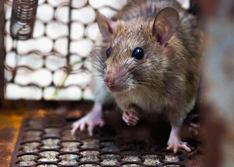 Ace Walco Pest Control pest control work in Flushing